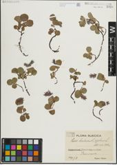 Foto von Salix herbacea L. x Salix polaris Wahlenb.